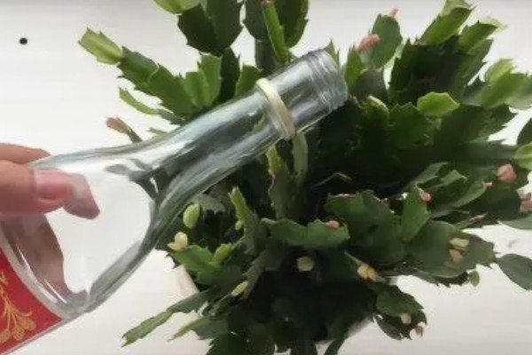 酒可以浇花吗，白酒和啤酒都可以浇花