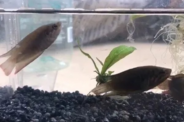 中国斗鱼怎么繁殖，成熟后会自然配对