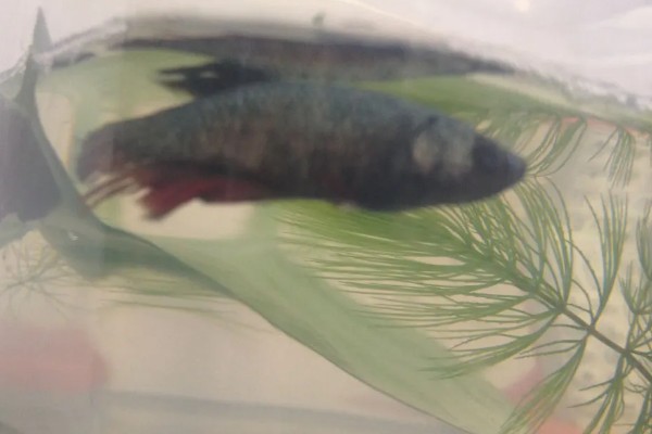 中国斗鱼怎么繁殖，成熟后会自然配对