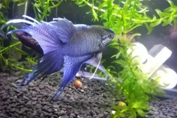 中国斗鱼怎么繁殖，成熟后会自然配对