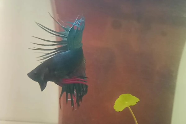 中国斗鱼怎么繁殖，成熟后会自然配对