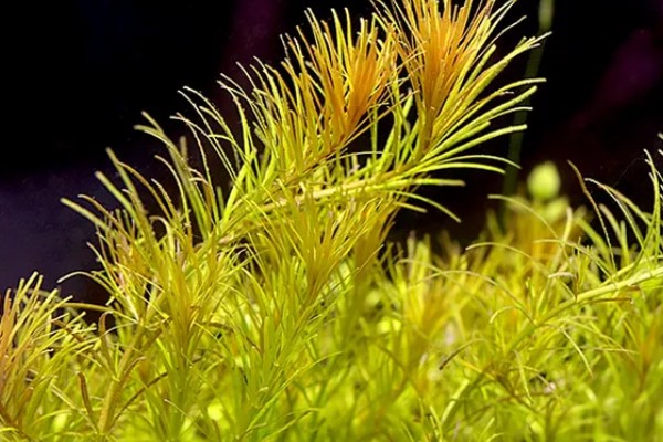 牛顿草水草好不好养，饲养难度较大