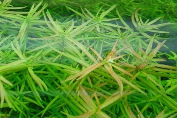 牛顿草水草好不好养，饲养难度较大