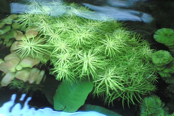 牛顿草水草好不好养，饲养难度较大