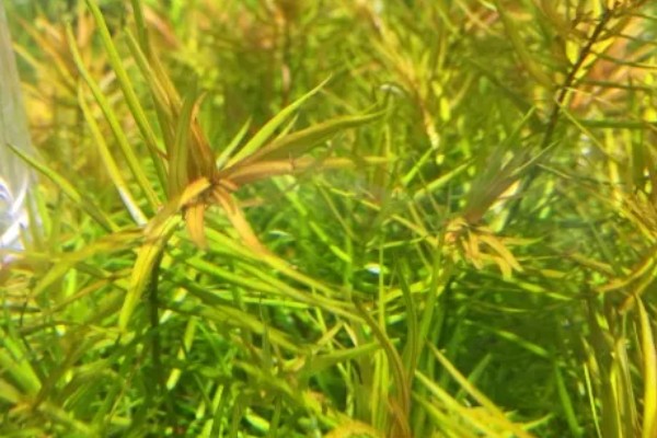 牛顿草水草好不好养，饲养难度较大