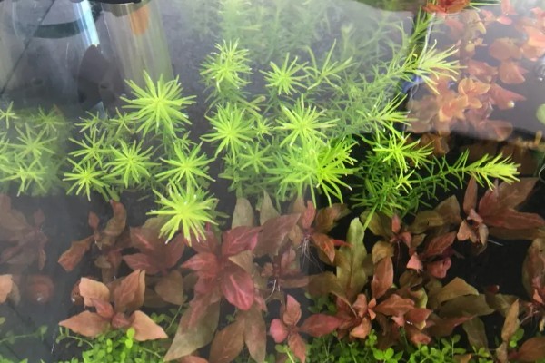 牛顿草水草好不好养，饲养难度较大