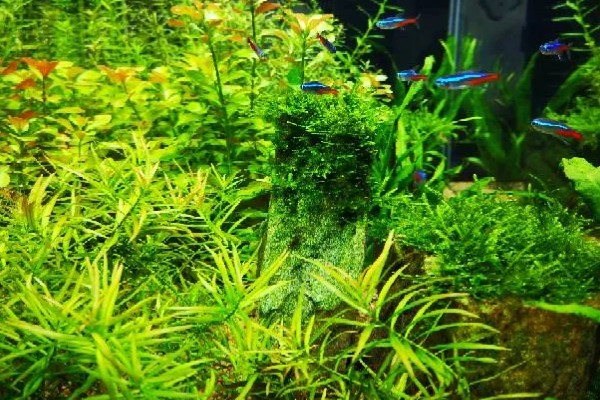 牛顿草水草好不好养，饲养难度较大
