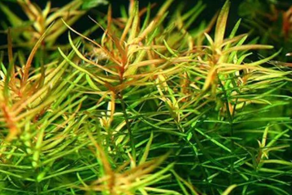 牛顿草水草好不好养，饲养难度较大