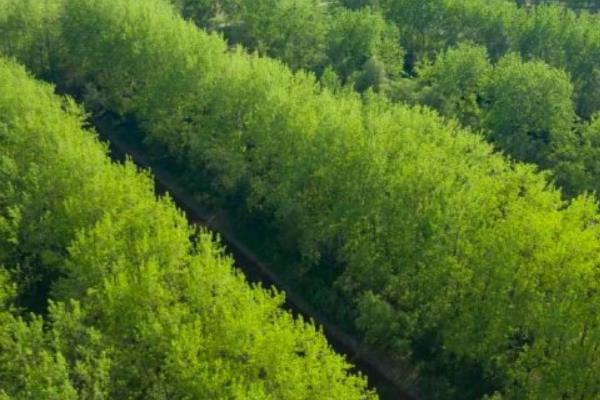 杨树的生长地区,主要在北半球的温带、寒温带地区生长