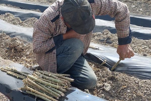 杨树的生长地区,主要在北半球的温带、寒温带地区生长