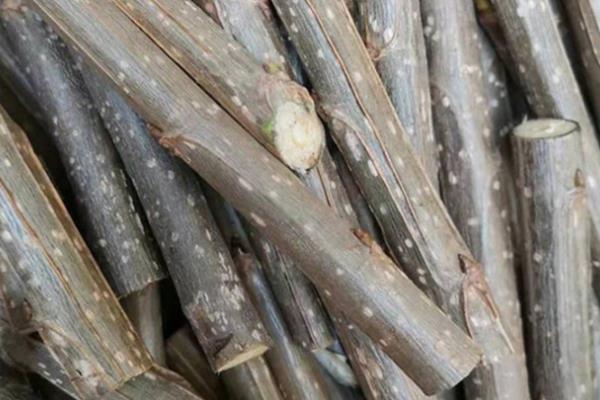 杨树的生长地区,主要在北半球的温带、寒温带地区生长