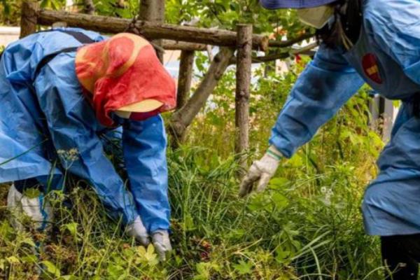 杨树的生长地区,主要在北半球的温带、寒温带地区生长