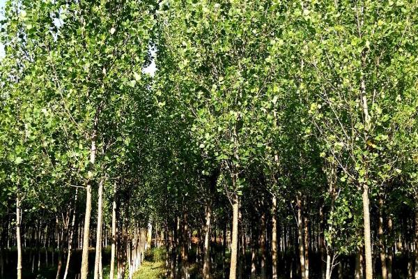 杨树的生长地区,主要在北半球的温带、寒温带地区生长