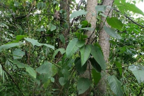 杨树的生长地区,主要在北半球的温带、寒温带地区生长