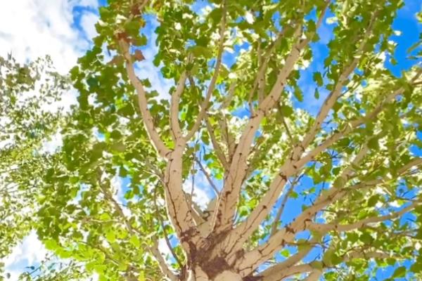 杨树的生长地区,主要在北半球的温带、寒温带地区生长