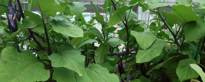 茄子秧枯萎打蔫如何防治，种植前期适当降低浇水量