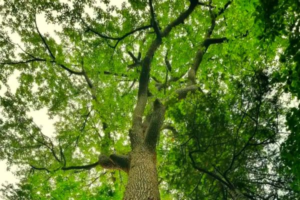 杨树的生长地区,主要在北半球的温带、寒温带地区生长