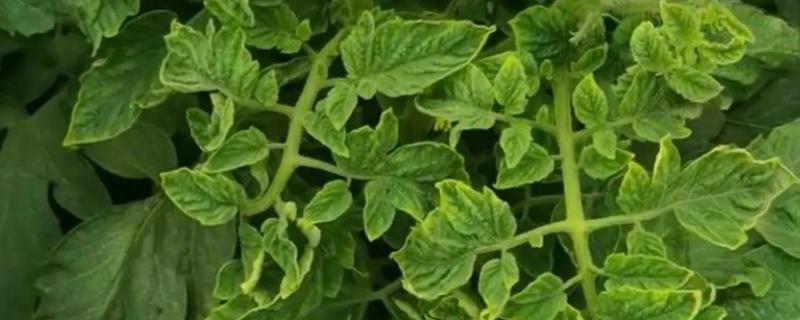 怎么防治番茄病毒病，选用抗病品种是根本措施