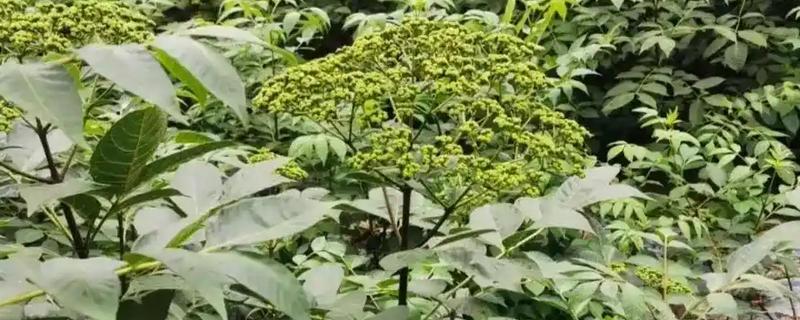 吴茱萸为何叶子发黄，土壤碱化、水分不足都是常见原因