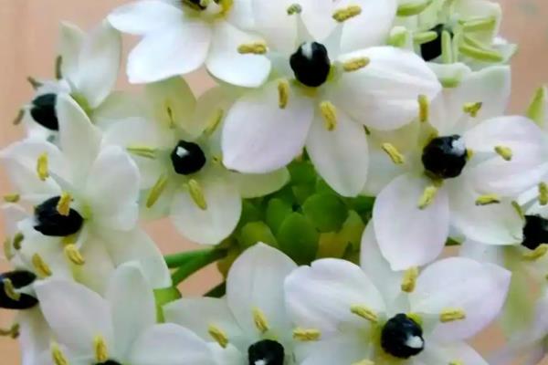 白花虎眼万年青的花期，在夏季7-8月份开花