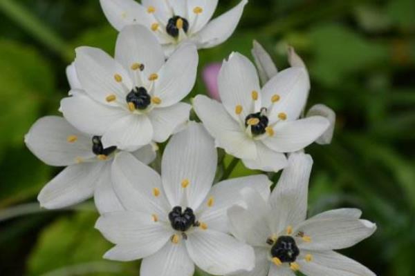 白花虎眼万年青的花期，在夏季7-8月份开花