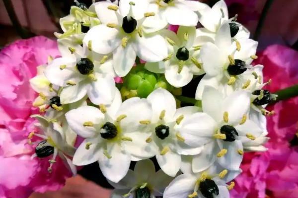 白花虎眼万年青的花期，在夏季7-8月份开花