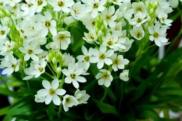 白花虎眼万年青的花期，在夏季7-8月份开花