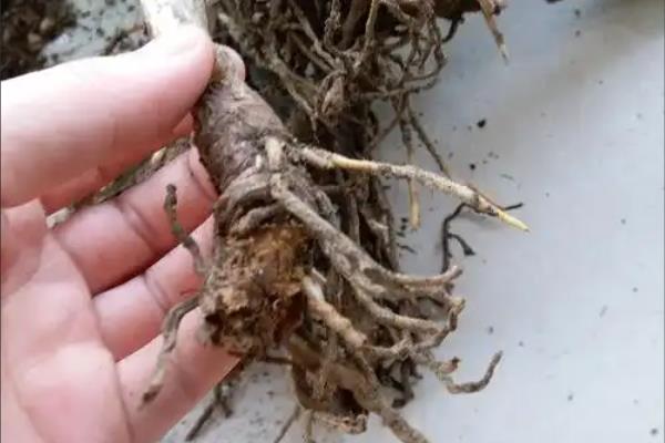 白花虎眼万年青的花期，在夏季7-8月份开花