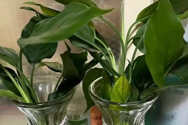 白花虎眼万年青的花期，在夏季7-8月份开花