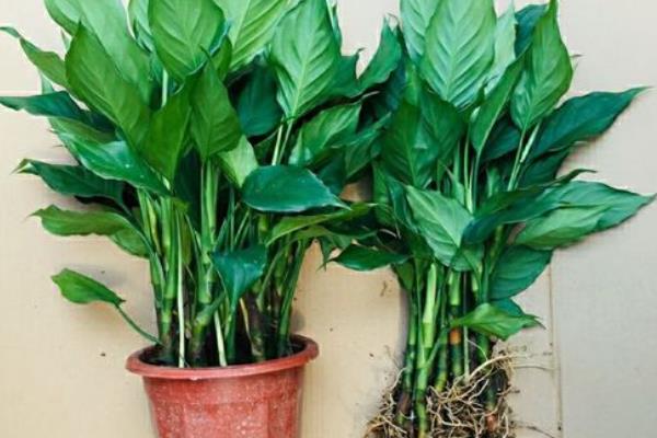 白花虎眼万年青的花期，在夏季7-8月份开花