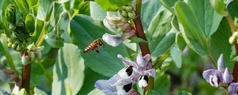 蚕豆落花落荚的原因，可能是气候不适所致
