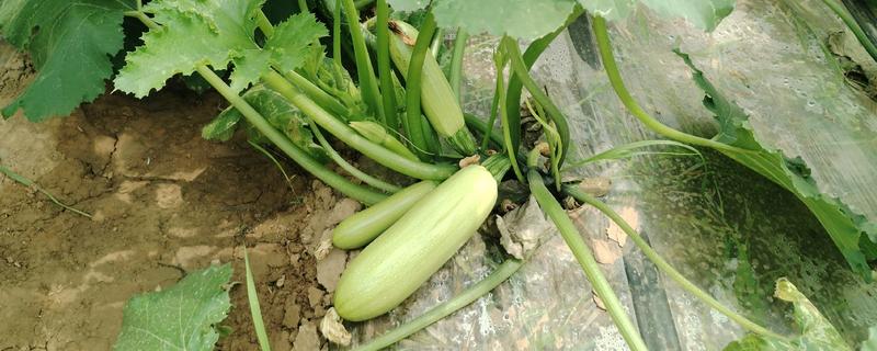 西葫芦与笋瓜有什么区别，外观、果梗、食用对象都不同