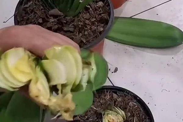 让君子兰长出群兰的方法,将根茎以上的枝条砍断