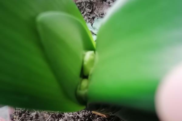 让君子兰长出群兰的方法,将根茎以上的枝条砍断