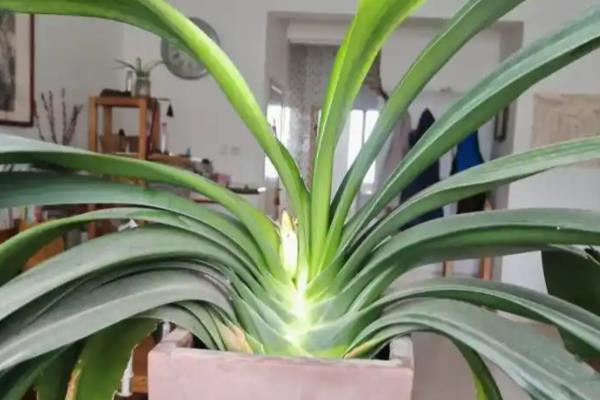 让君子兰长出群兰的方法,将根茎以上的枝条砍断