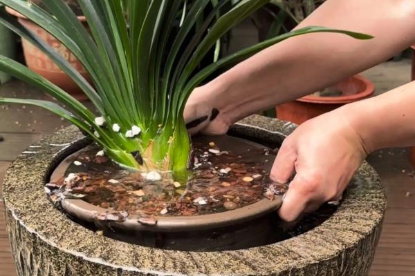 让君子兰长出群兰的方法,将根茎以上的枝条砍断