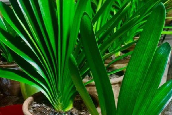 让君子兰长出群兰的方法,将根茎以上的枝条砍断