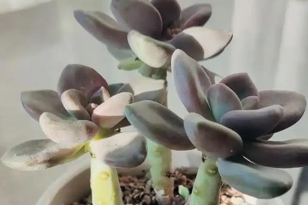 冬美人的打顶方法，对过长且没有幼芽的枝干进行短截