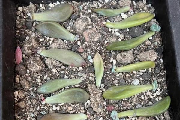 冬美人的打顶方法，对过长且没有幼芽的枝干进行短截