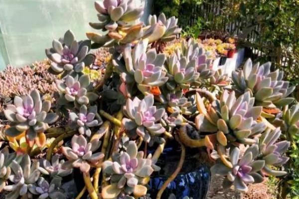 冬美人的打顶方法，对过长且没有幼芽的枝干进行短截