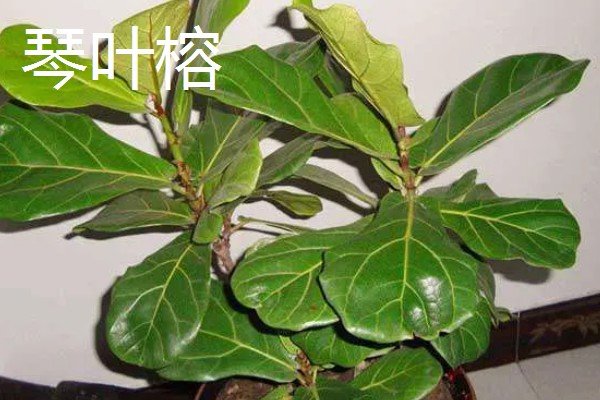 哪些大盆绿植适合养在客厅中，发财树、龟背竹等品种可以考虑