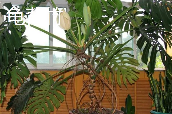 哪些大盆绿植适合养在客厅中，发财树、龟背竹等品种可以考虑