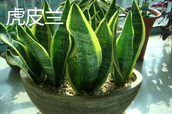 哪些大盆绿植适合养在客厅中，发财树、龟背竹等品种可以考虑