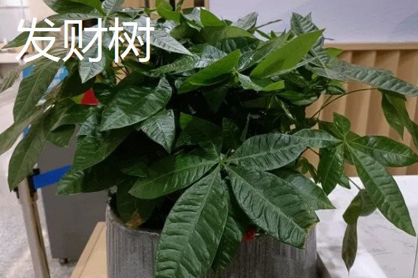 哪些大盆绿植适合养在客厅中，发财树、龟背竹等品种可以考虑