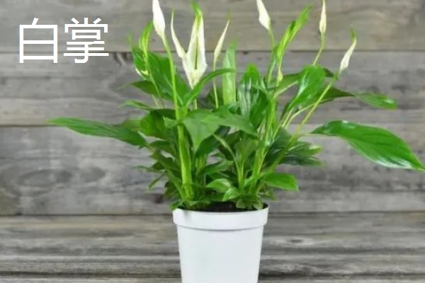 哪些大盆绿植适合养在客厅中，发财树、龟背竹等品种可以考虑