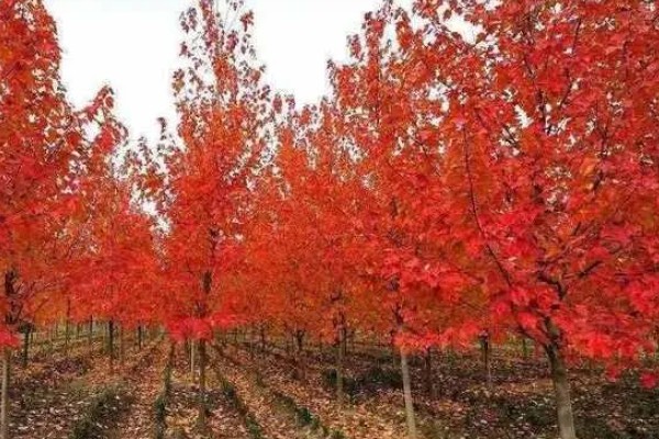 美国红枫的外形特点，成串的红色花朵悬挂在枝头