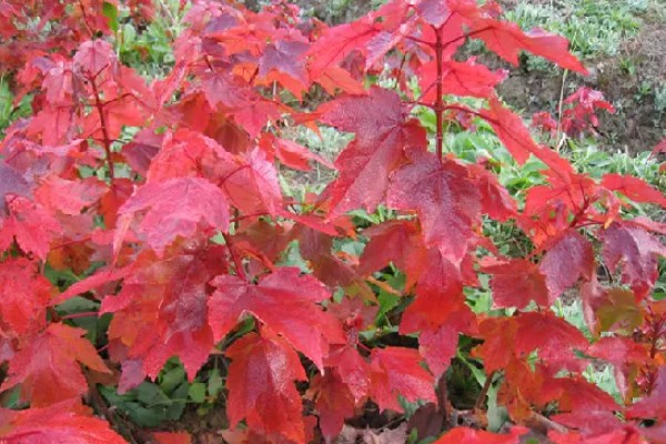 美国红枫的外形特点，成串的红色花朵悬挂在枝头