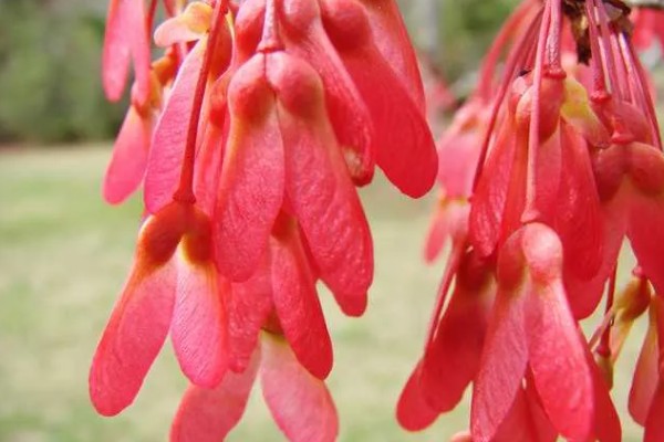 美国红枫的外形特点，成串的红色花朵悬挂在枝头