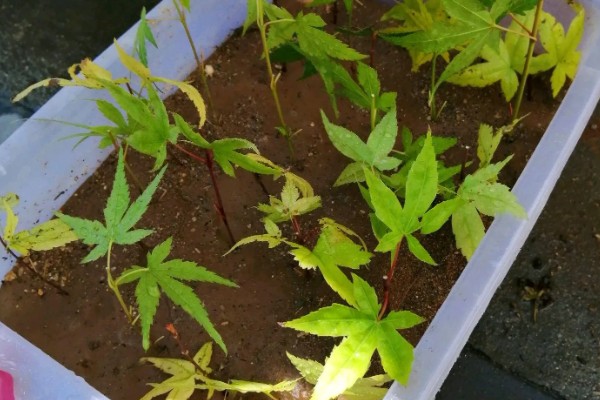 美国红枫的外形特点，成串的红色花朵悬挂在枝头