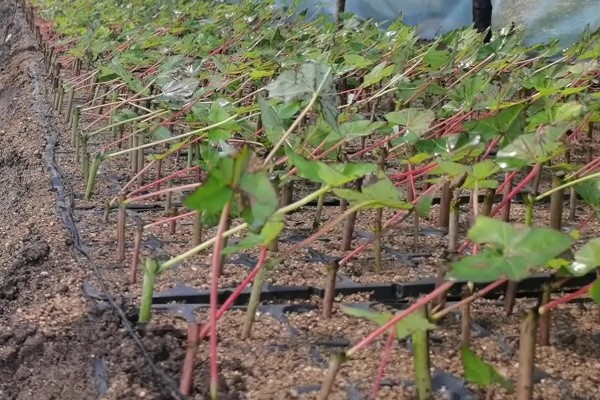 美国红枫的外形特点，成串的红色花朵悬挂在枝头